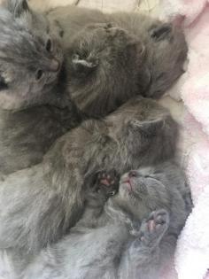 Russisch Blau BKH Kitten zum verlieben