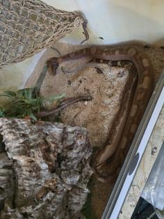 ZwergBoa mit Terrarium