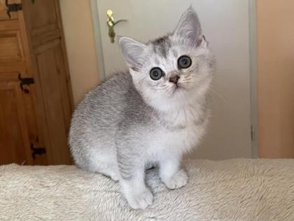BKH silver shaded Kitten