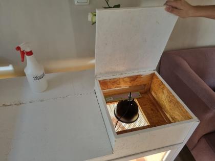 2 Zwergbartargamen inklusive Terrarium