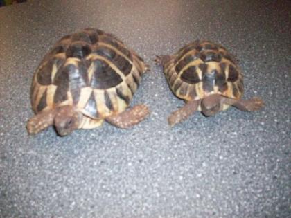Griechische Landschildkröten 1. 1