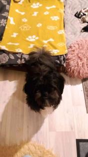 Rüde Mischling Bischon Frise und Shih Tzu