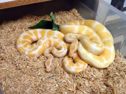 Albino Ball Pythons.