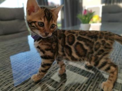 Wunderschöne Kontrastreiche Bengalkitten