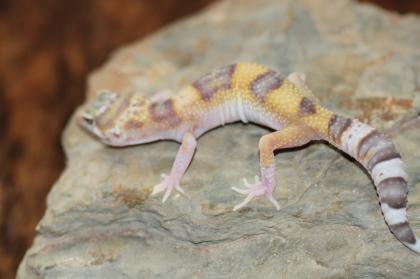 Leopardgecko Super Giant 0. 1