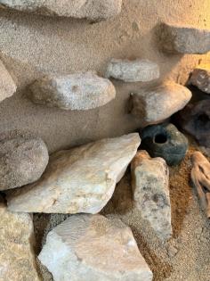 Zwei Leopardgeckodamen zu verkaufen