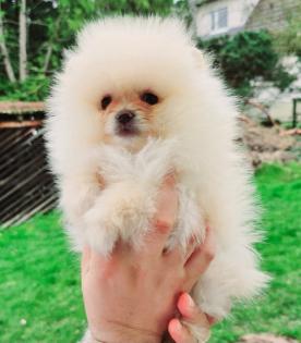 Zwergspitz/ Pomeranian
