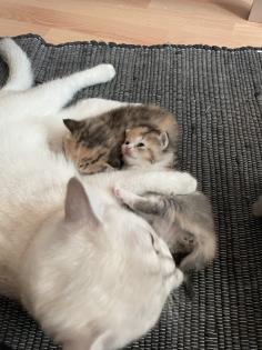 BKH Kitten mit Startpaket Auszugsbereit