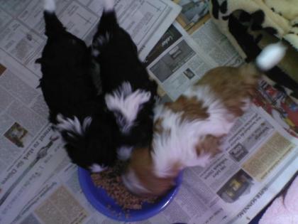 Supersüße Shih Tzu Welpen abzugeben
