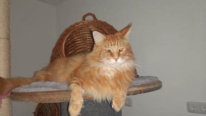 Katzenpension Eisenlauer