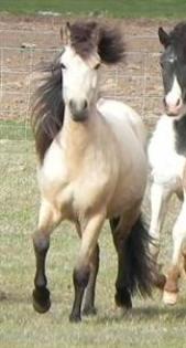 Isländer-Wallach BUCKSKIN 5-Gänger
