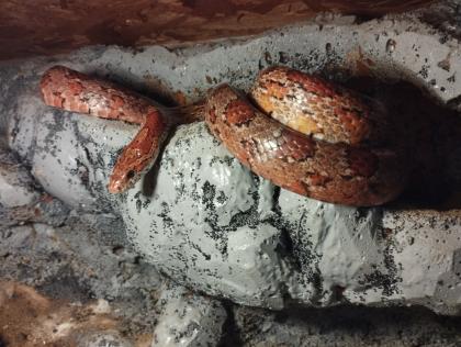 Kornnatter mit Terrarium und Futtermäusen zu verschenken