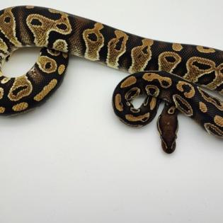 Hobbyaufgabe Königspython Python Regius Ball Python