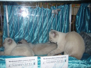 Perser und exotics kätzchen colourpoint himalayan mit pedigree