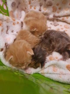 Maine Coon Kitten ab der 12 Woche
