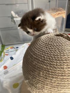 Süße BKH BLH Kitten mit Stammbaum