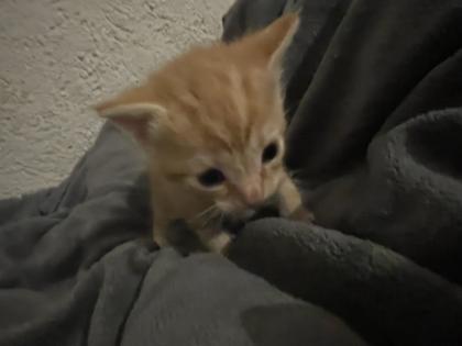 Maine Coon Mix Kitten