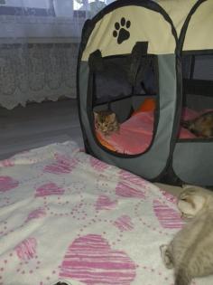 Bengalkitten