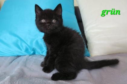 Reinrassige Britisch Kurzhaar BKH Kitten, Vater mit Stammbaum