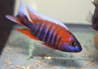 Aulonocara Eureka Männchen abzugeben