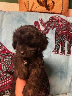 CAVALIER KING CHARLES PUDEL WELPEN