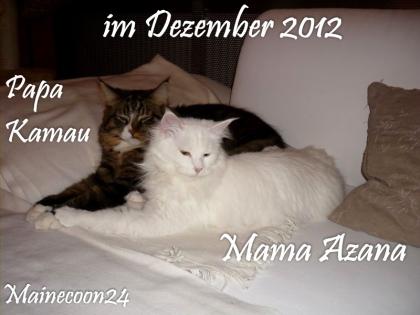 Maine Coon Kitten - Mädchen in Black smoke - sucht liebevolles Zuhause