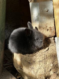 Kleine Löwenkopfkaninchen Babys