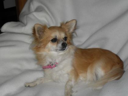 REINRASSIGE CHIHUAHUAWELPEN