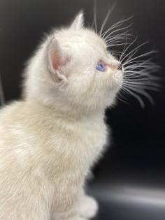 BKH-Kitten- Weibchen-Stammbaum