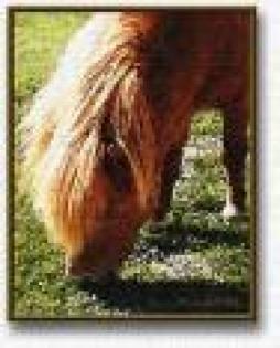 Ponys
