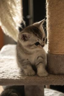 Süße BKH Kitten, British Kurzhaar Katzenbabys