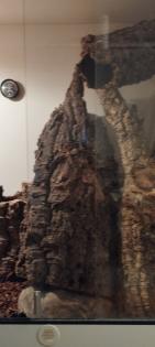Terrarium mit Kornnatter