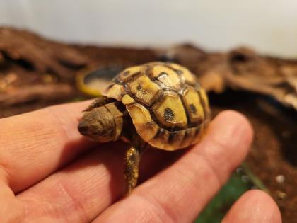 Griechische Landschildkröten Testudo hermanni