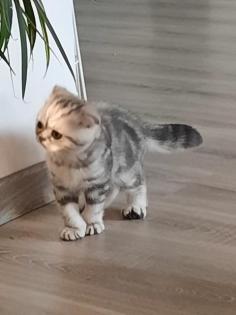 Bkh Kitten