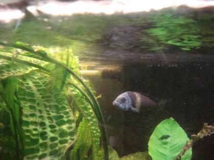 Verkaufe Tropheus Duboisi aus eigener Nachzucht