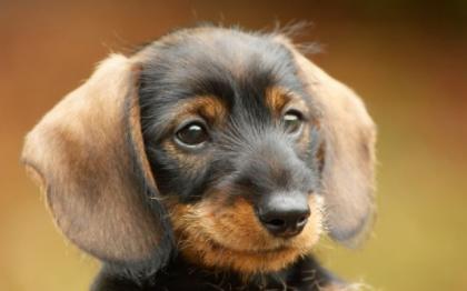 Hundehaftpflicht 39, 87 EUR im Jahr