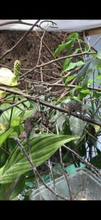 Chamäleon/ Pantherchamäleon/ Furcifer pardalis/ Nosy Faly