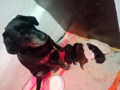 Labrador Welpen Hunde schwarz braun gelb Hündin Rüde Hund