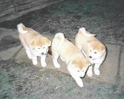Akita