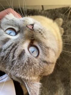 Deckkater BKH Silver tabby Blue Point Blutgruppe B