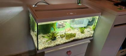 Aquarium mit Fisch und Zubehör