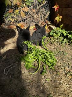 Kleine reinrassige Löwenkopfkaninchen Babys