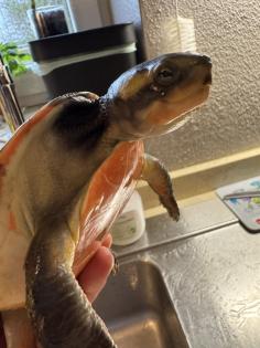 Wasserschildkröte Emydura subglobosa