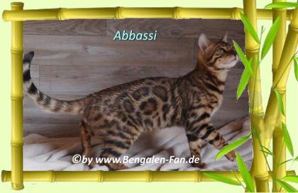Bengal Kater Abbassi immer gut gelaunt, fröhlich und lieb