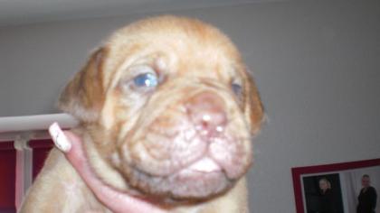 Bordeauxdoggen Welpen