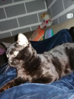 Bengal Kater