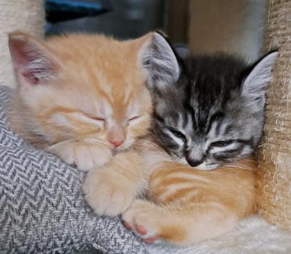 Bkh Red-tabby-kater, Black-silver-tabby-kater