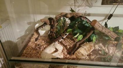 Königspython mit Terrarium