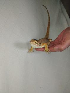 Bartagame 4 Monate alt wunderschön zu liebevolles zu Hause