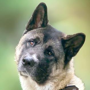 KENDO - männlich 3 Jahre 69 cm 36 kg American Akita Gechipt Kastriert